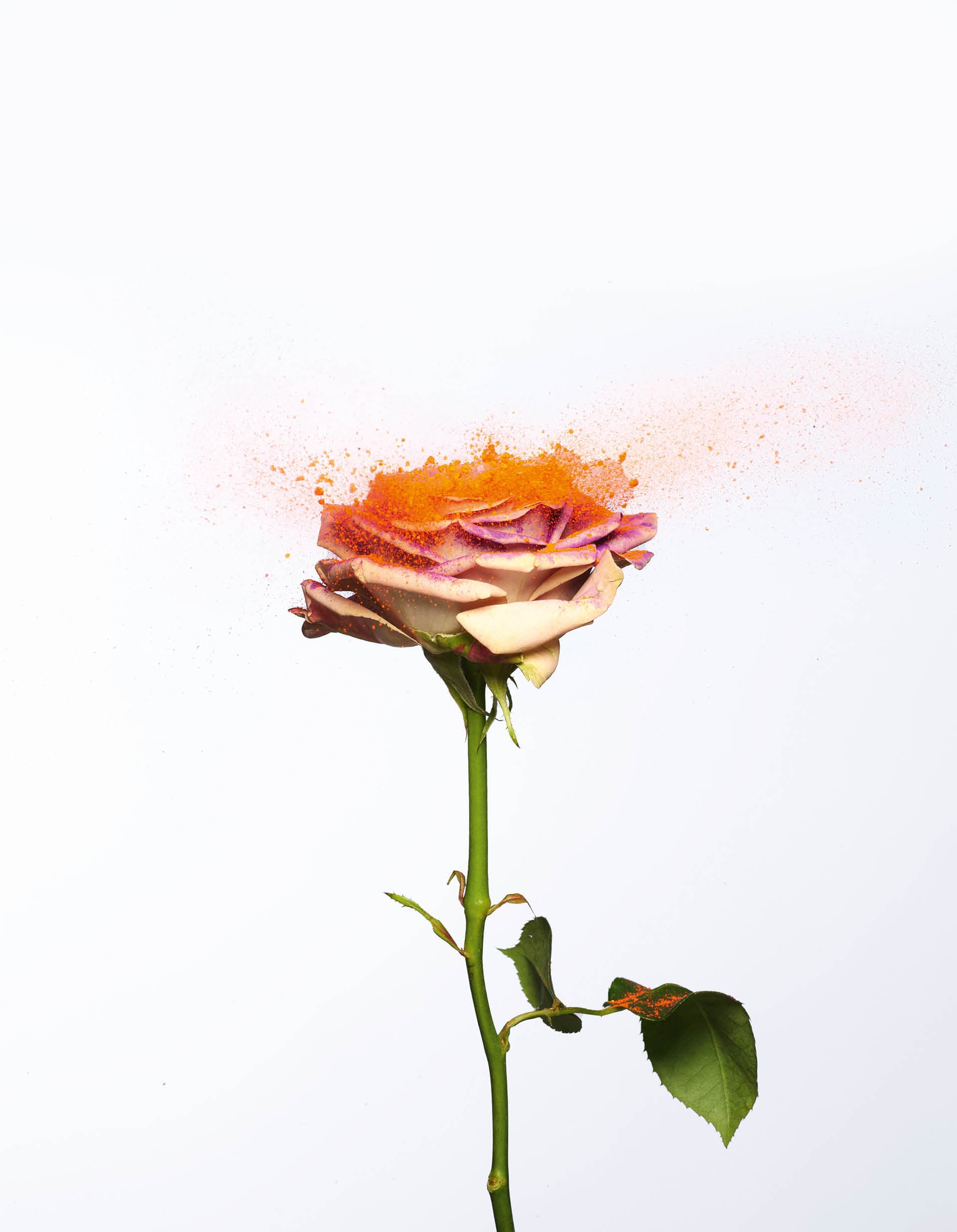 Flower Power Flower Power